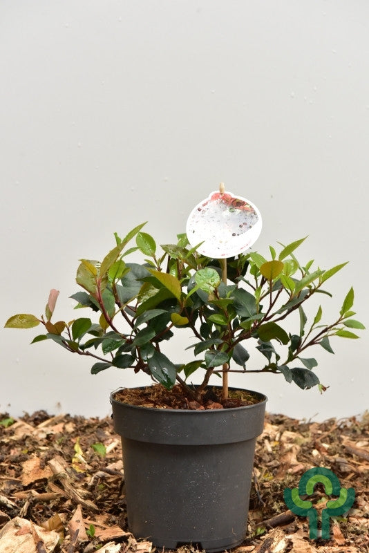 Photinia fraseri 'Little Red Robin'