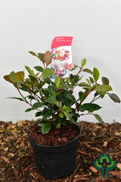 Photinia fraseri 'Little Red Robin'