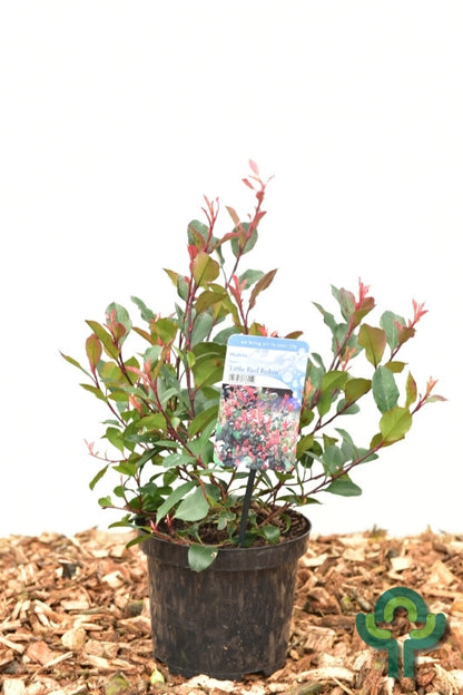 Photinia fraseri 'Little Red Robin'