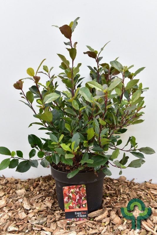 Photinia fraseri 'Little Red Robin'