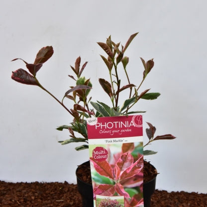 Photinia fraseri 'Pink Marble'