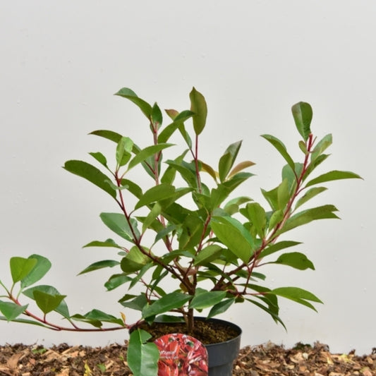 Photinia fraseri Red Light