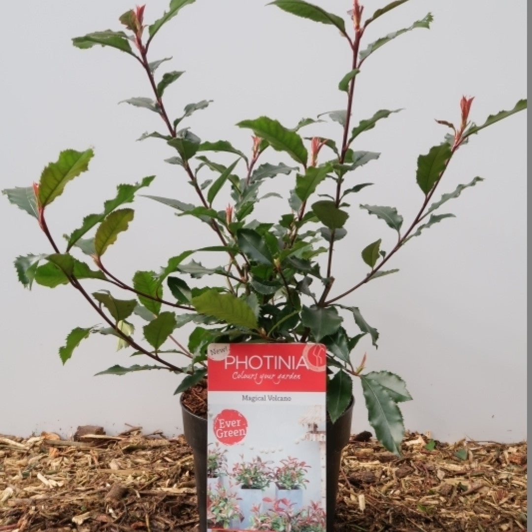 Photinia fraseri 'Magical Vulcano'