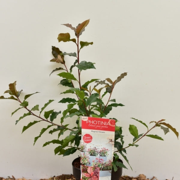 Photinia fraseri 'Magical Vulcano'