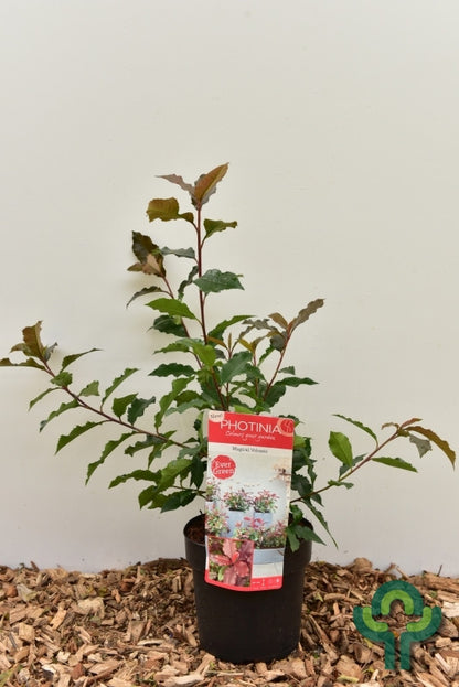 Photinia fraseri 'Magical Vulcano'