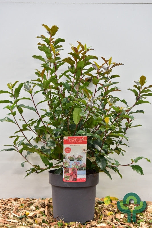 Photinia fraseri 'Magical Vulcano'