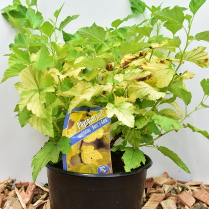 Physocarpus opulifolius 'Dart's Gold'