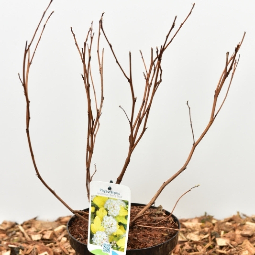 Physocarpus opulifolius 'Dart's Gold'