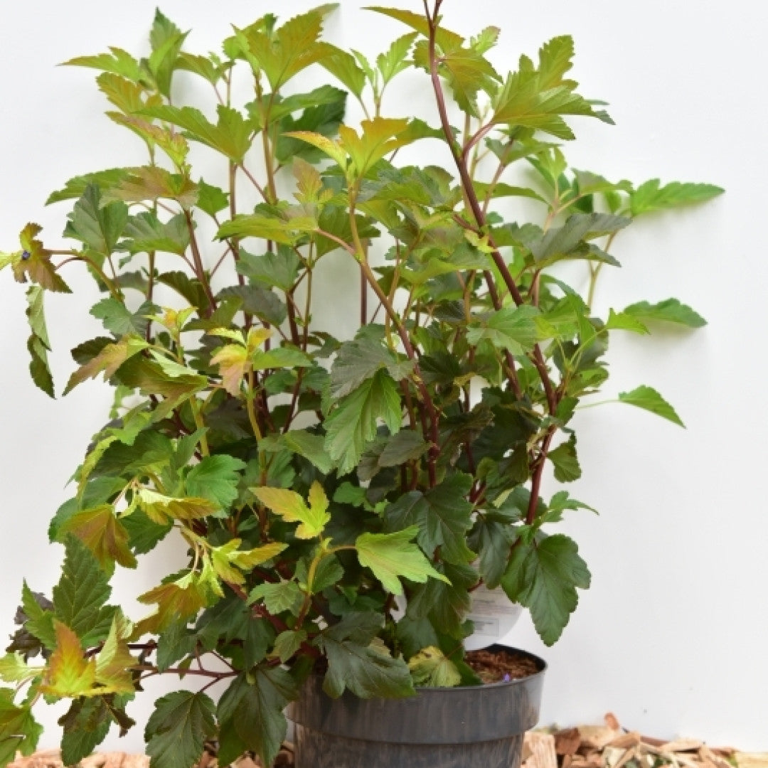 Physocarpus opulifolius 'Diabolo'