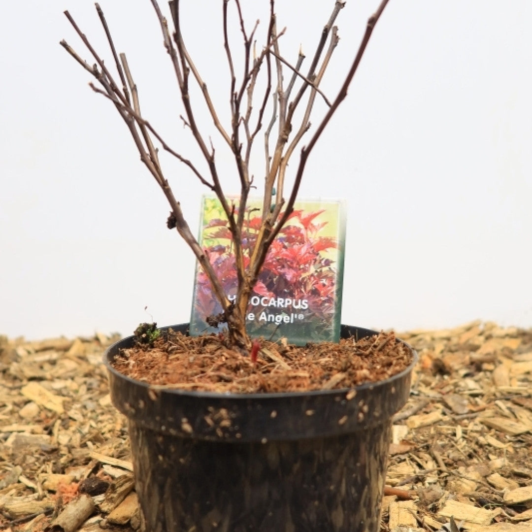 Physocarpus opulifolius 'Little Angel' ®