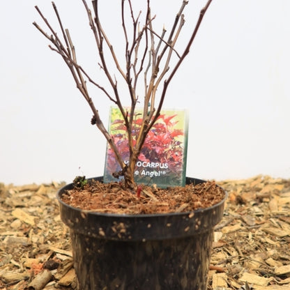 Physocarpus opulifolius 'Little Angel' ®