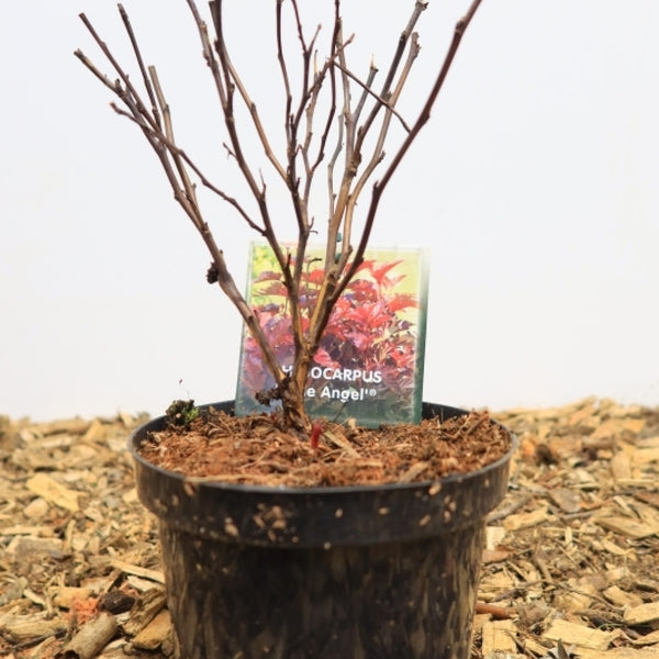 Physocarpus opulifolius 'Little Angel' ®