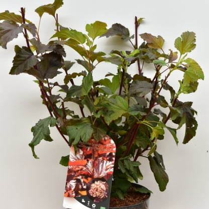 Physocarpus opulifolius 'Lady in Red' ®