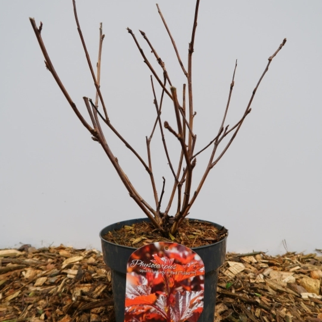 Physocarpus opulifolius 'Lady in Red' ®