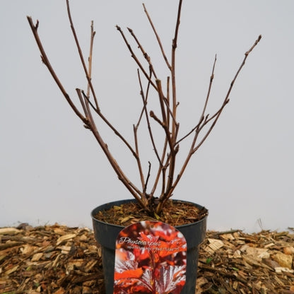 Physocarpus opulifolius 'Lady in Red' ®