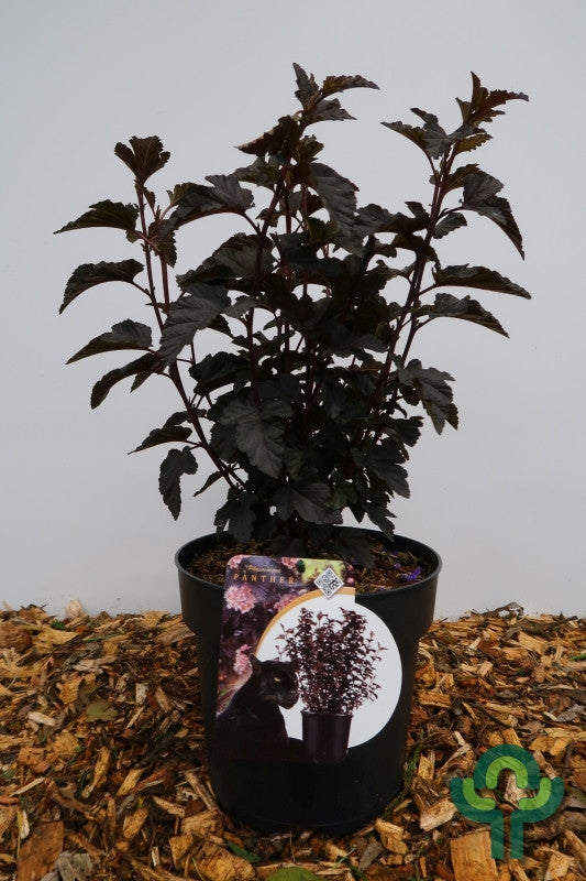 Physocarpus opulifolius 'Panther'