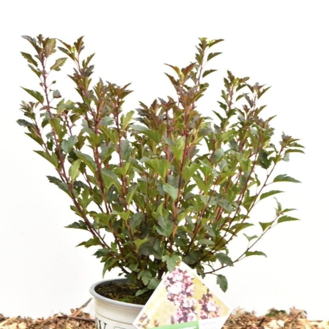 Physocarpus opulifolius 'Tiny Wine' ®