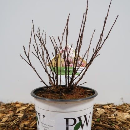 Physocarpus opulifolius 'Tiny Wine' ®