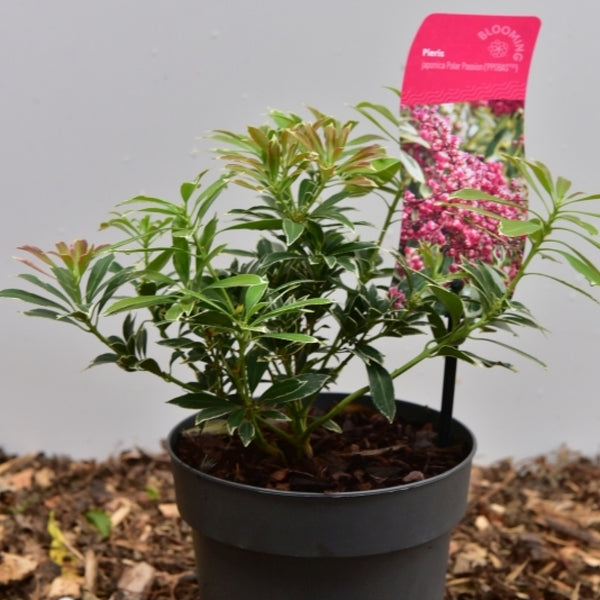 Pieris japonica 'Polar Passion'