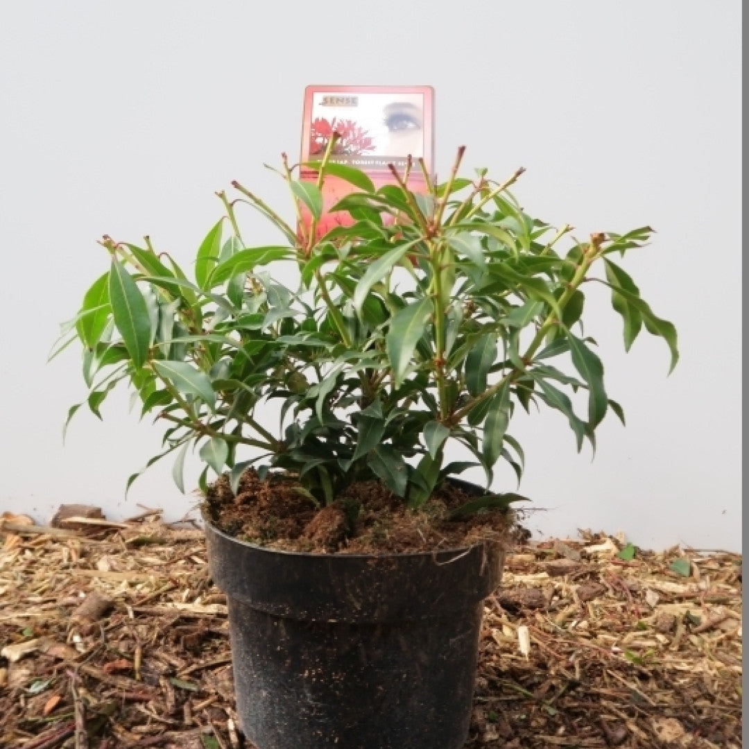 Pieris 'Forest Flame'