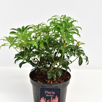 Pieris japonica 'Bonfire'