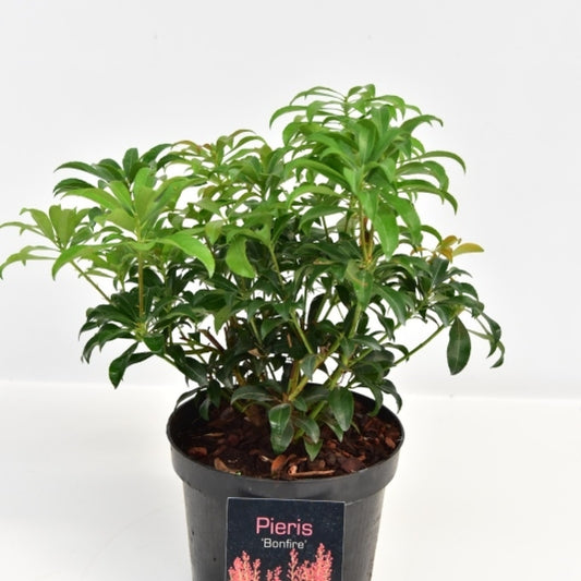 Pieris japonica 'Bonfire'