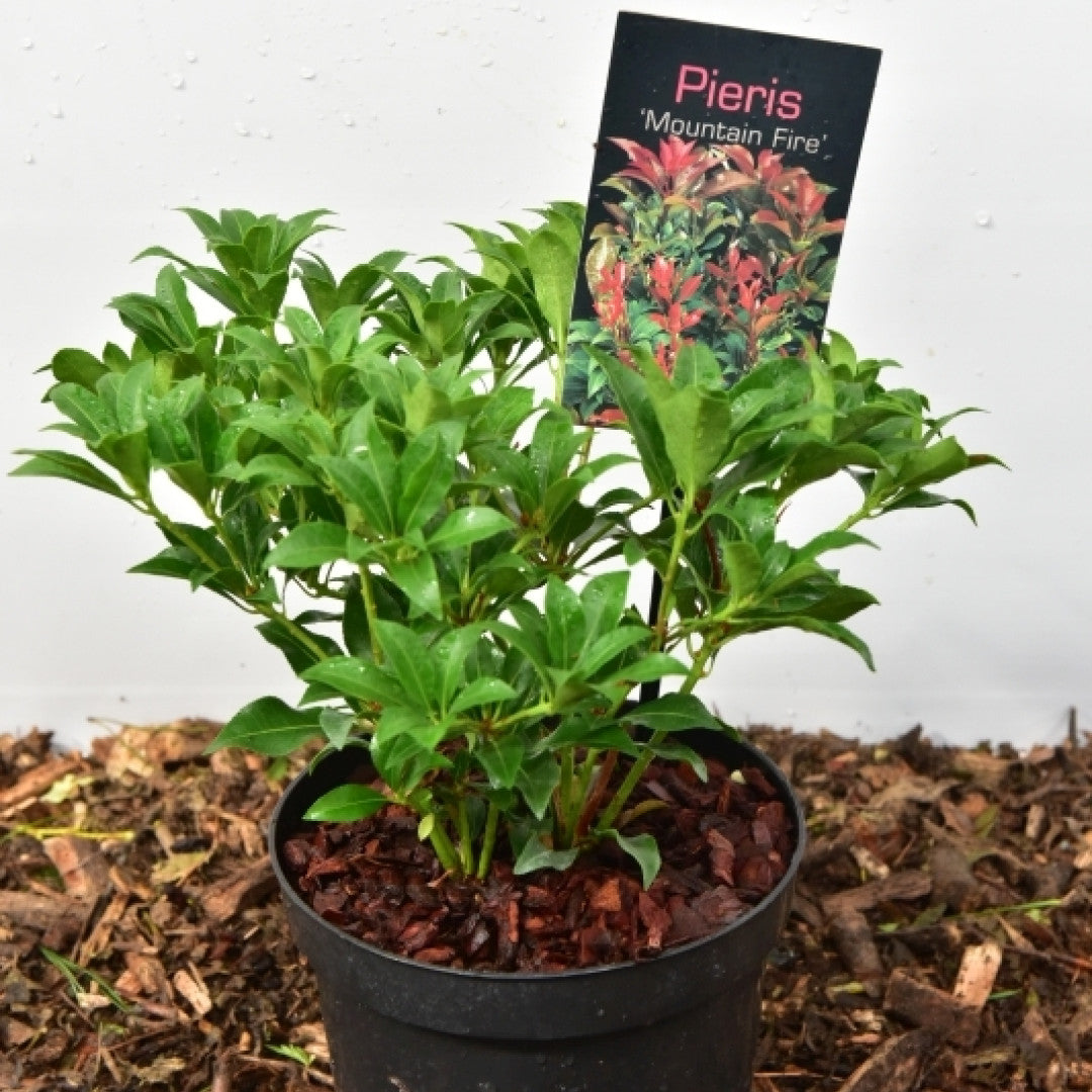 Pieris japonica 'Mountain Fire'