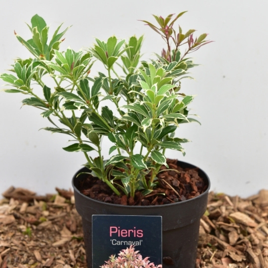 Pieris japonica 'Carnaval'