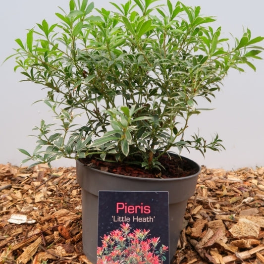 Pieris japonica 'Little Heath'