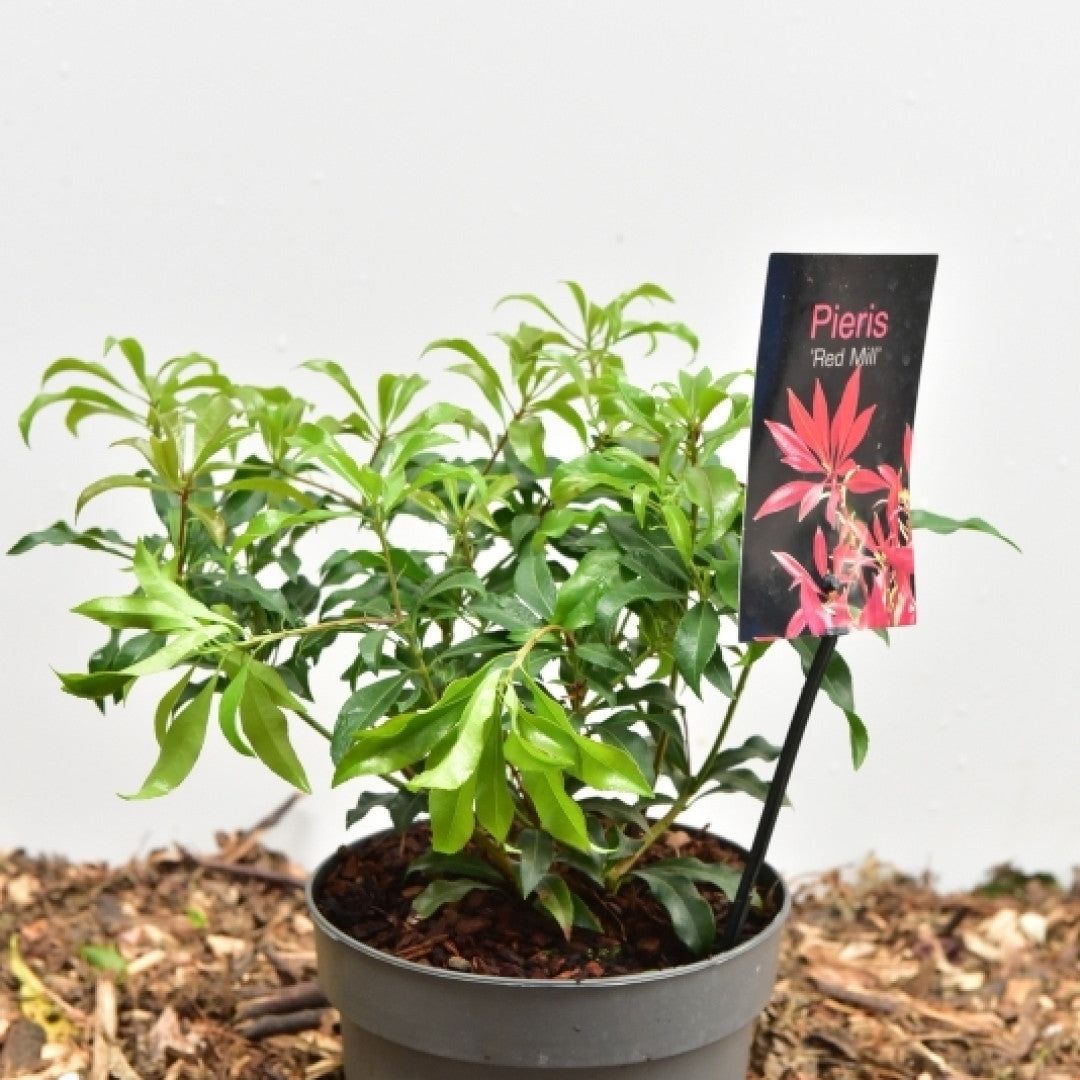 Pieris japonica 'Red Mill'