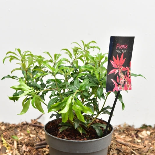 Pieris japonica 'Red Mill'