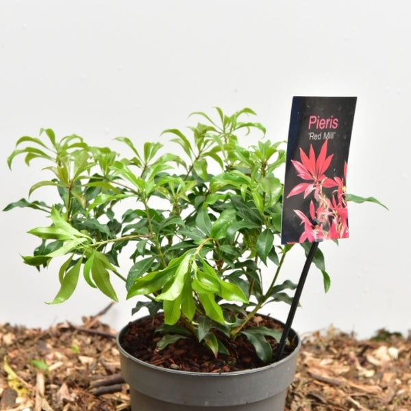 Pieris japonica 'Red Mill'