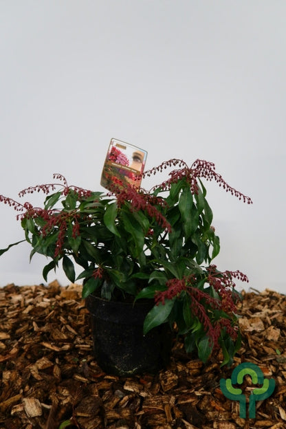 Pieris japonica 'Katsura'