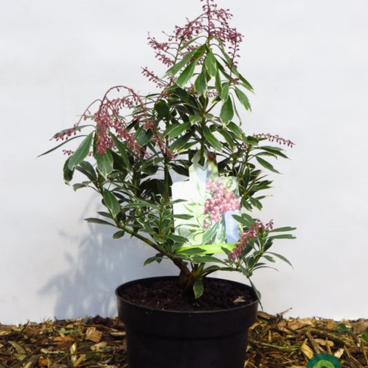 Pieris japonica 'Ralto'