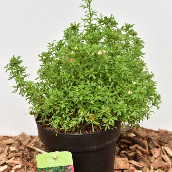 Potentilla fruticosa Bellissima