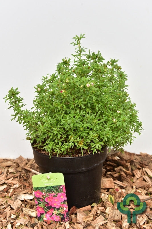 Potentilla fruticosa Bellissima