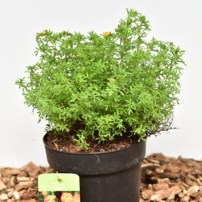 Potentilla fruticosa Bella Sol