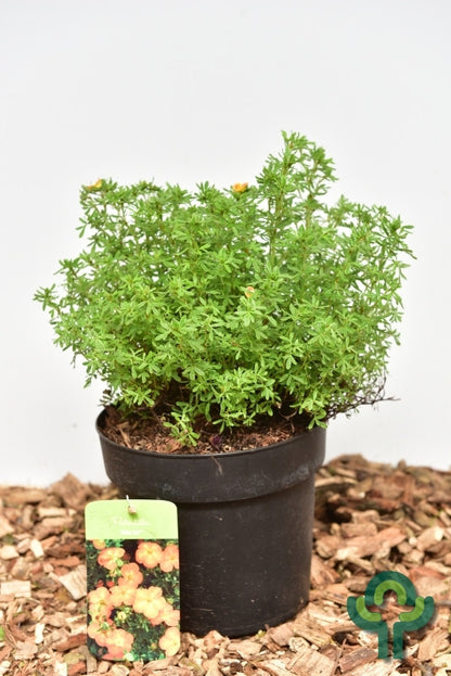 Potentilla fruticosa Bella Sol