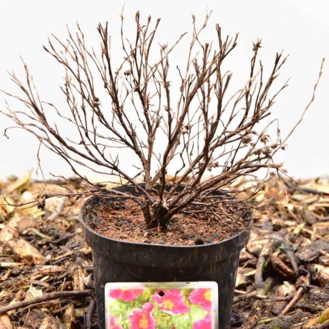 Potentilla fruticosa Danny Boy