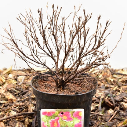 Potentilla fruticosa Danny Boy