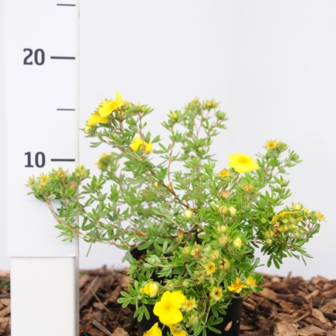 Potentilla fruticosa 'Kobold'