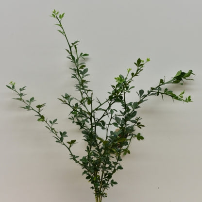Poncirus trifoliata