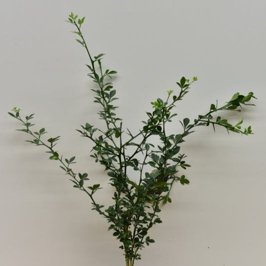 Poncirus trifoliata