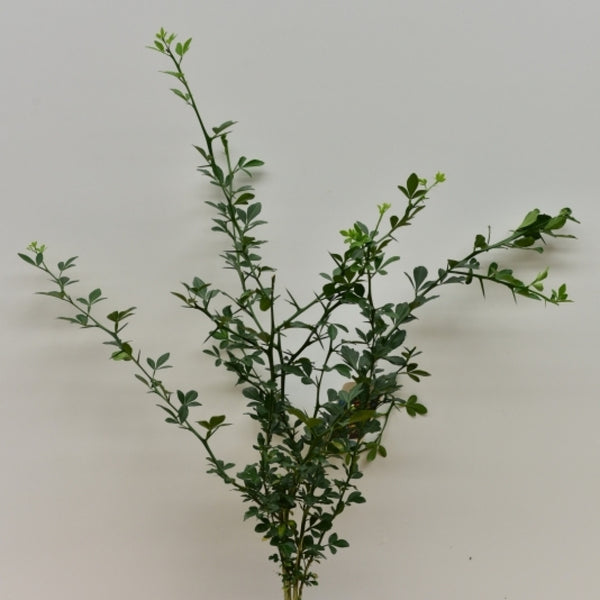 Poncirus trifoliata