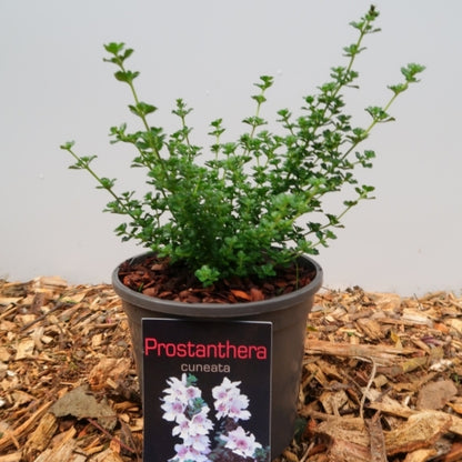 Prostanthera cuneata