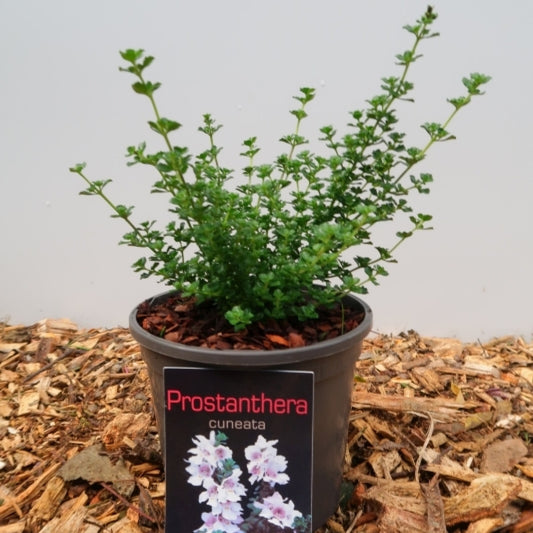 Prostanthera cuneata