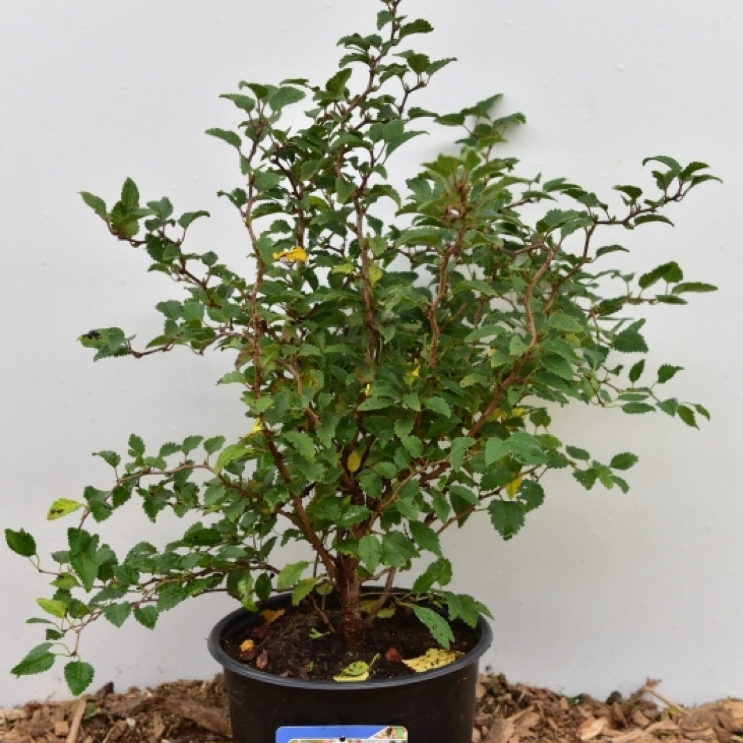 Prunus incisa 'Kojou-no-mai'