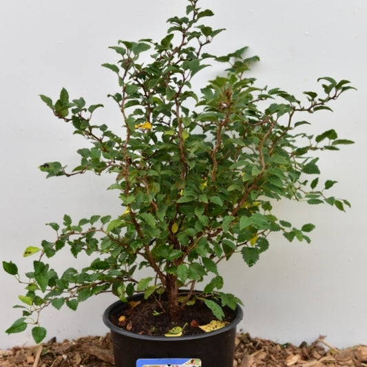 Prunus incisa 'Kojou-no-mai'