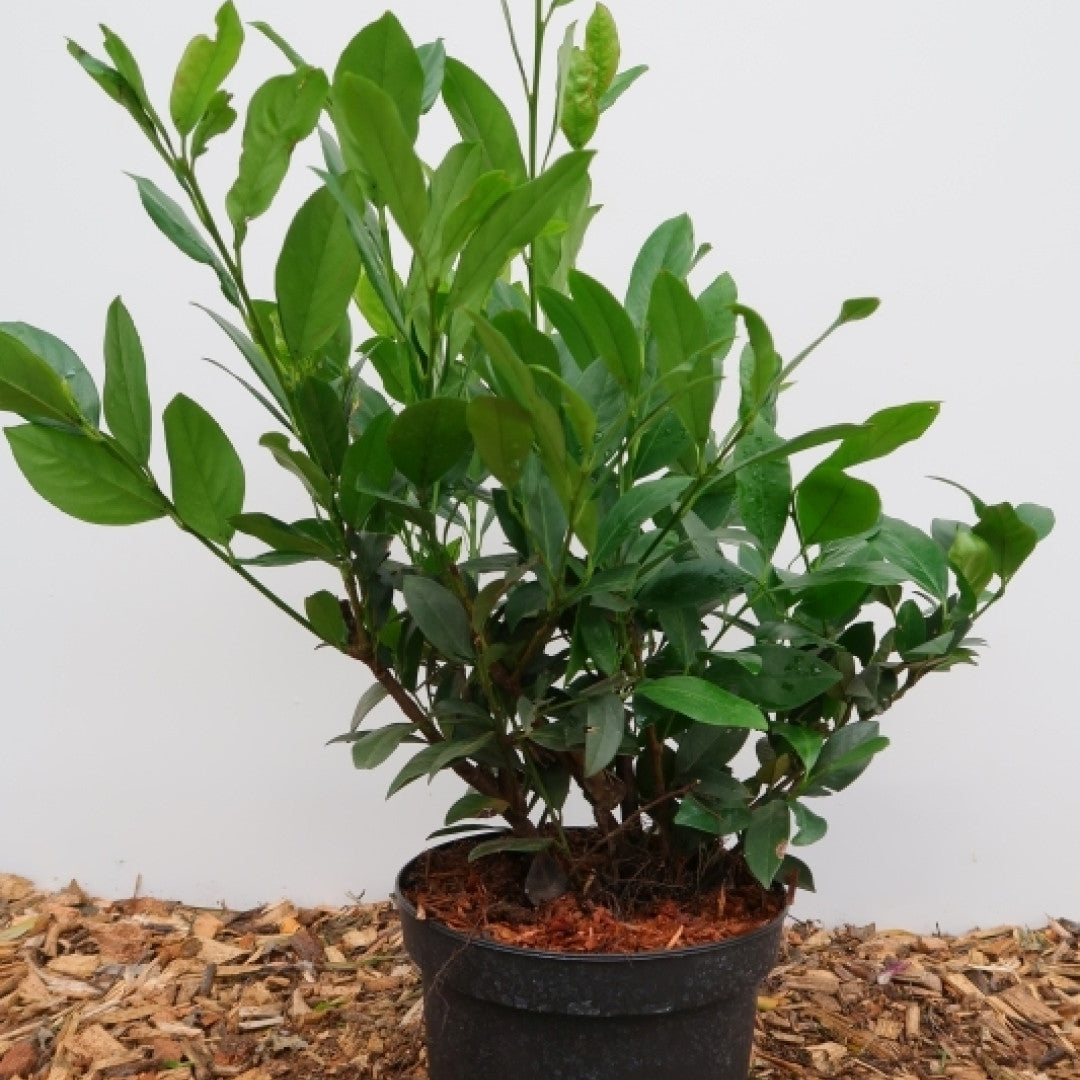 Prunus laurocerasus 'Mano'