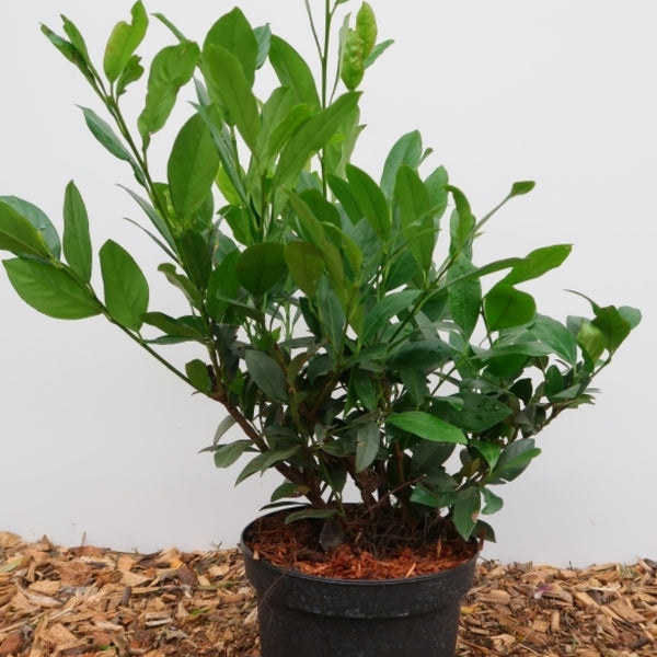 Prunus laurocerasus 'Mano'